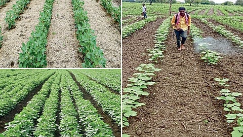 Agriculture Conservation