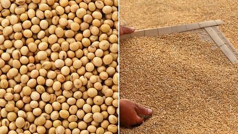 Soybean And Paddy