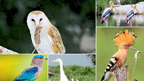 Wildlife Census 