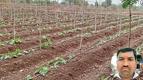 Vegetable Farming