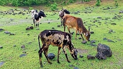 Animal Fodder