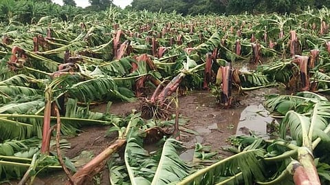 Banana Crop Damage