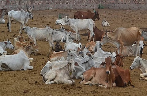 Livestock Census : कोल्हापूर जिल्ह्यात सप्टेंबर ते डिसेंबरदरम्यान होणार २१ वी पशुगणना