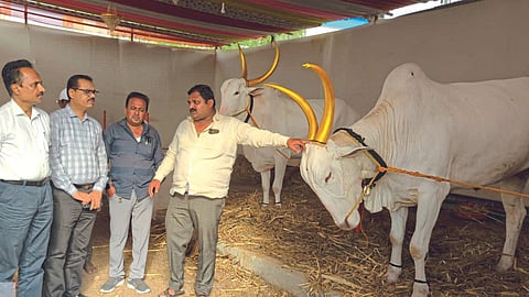 Palakhi Sohala 