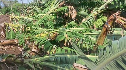 Crop Damage