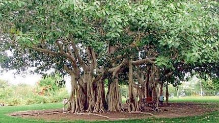 Banyan Tree