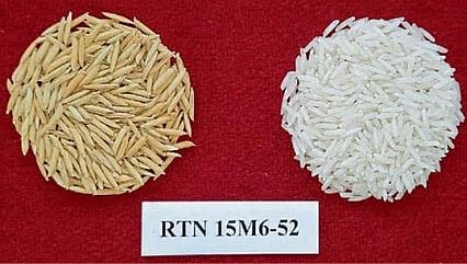 Paddy Variety