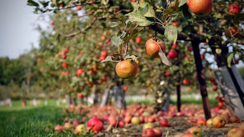 Orchard