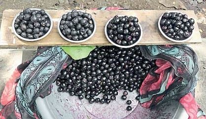 Jamun Fruit