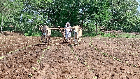 Agriculture Sowing