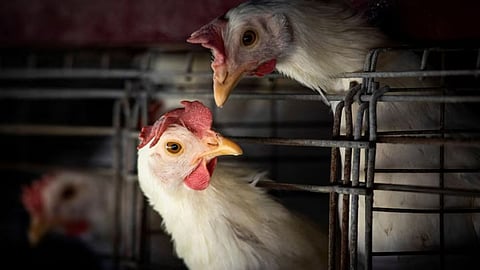 Bird Flu 