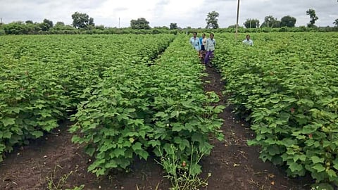 Cotton Farming