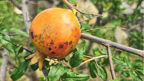 Pomegranate