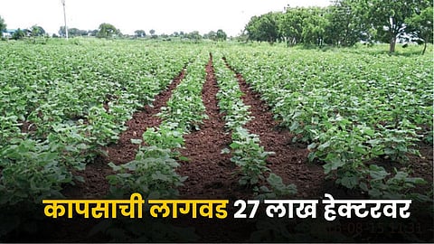 Cotton Farming
