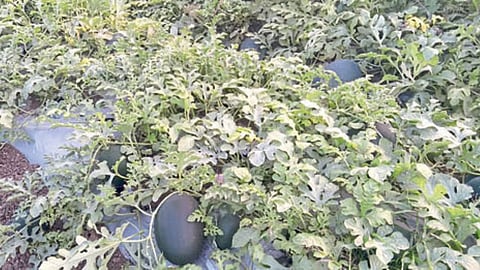 Watermelon Farming