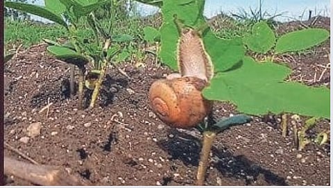 Snail