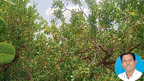 Cashew Farming
