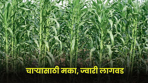 Fodder Cultivation