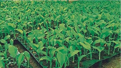Turmeric Plant