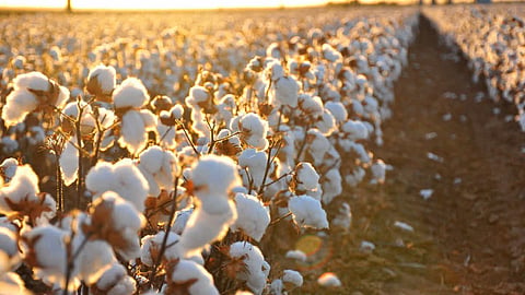 Cotton seed Varieties