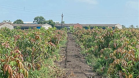 Mango Orchard 