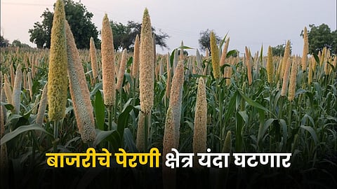 Bajara Sowing