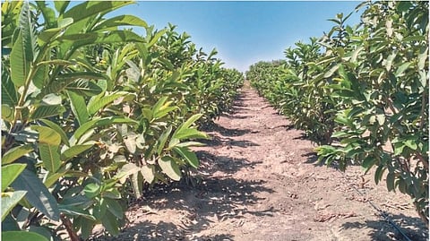 Guava Cultivation