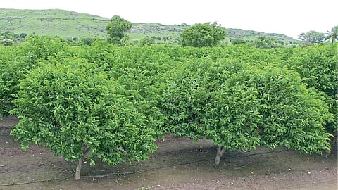 Sitaphal Farming