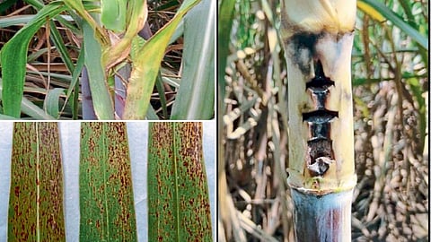 Sugarcane Disease