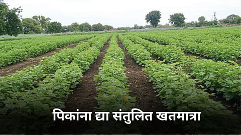 Agriculture Fertilizers