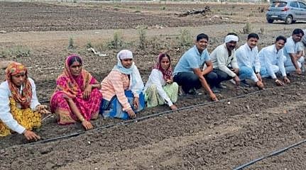 Turmeric Farming