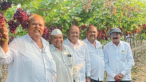 Grape Farming
