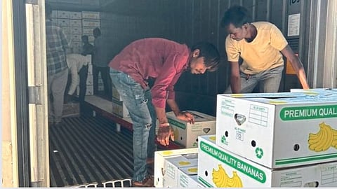 Banana Export