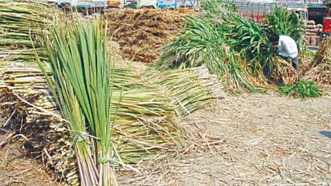 Fodder Scarcity 