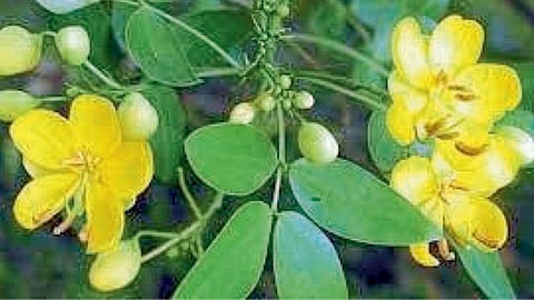 Medicinal Herbs