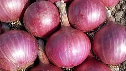 Onion