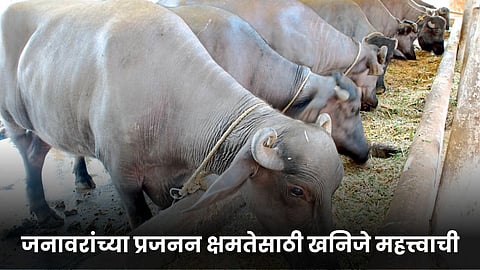 Animal Fertility