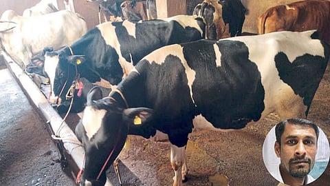Livestock