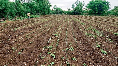 Kharif Sowing 