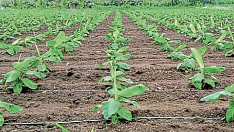 Banana Farming