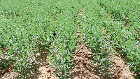 Crop Production