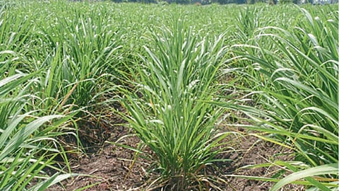 Sugarcane Farming