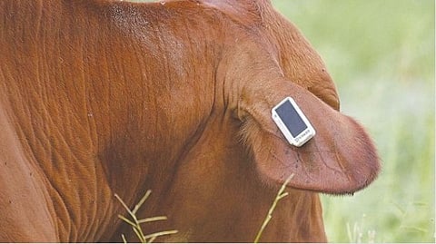 Smart Tag Animal