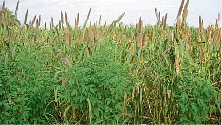 Crop Management 