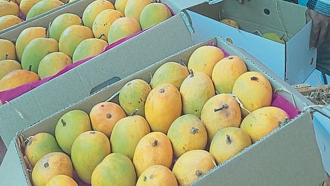 Mango Import 