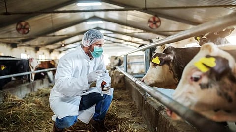 Livestock Vaccination