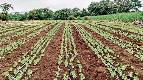Kharif Sowing 