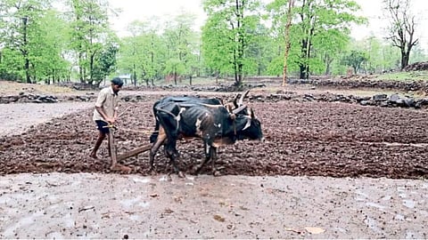 Agriculture Sowing