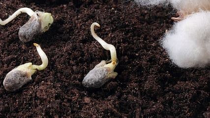 Cotton Seeds 