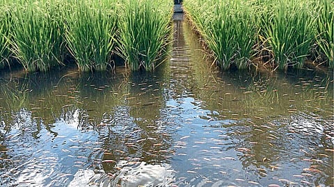 Integrated Aquaculture 